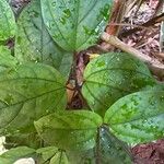 Clerodendrum thomsoniae Folha