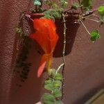 Columnea microphylla പുഷ്പം