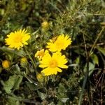 Chrysopsis mariana Flower