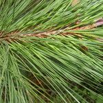 Pinus oocarpa برگ