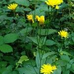 Crepis lampsanoides Hábitos