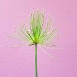 Cyperus haspan Folha