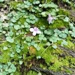 Cymbalaria aequitriloba Habit