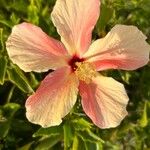 Hibiscus rosa-sinensisCvet