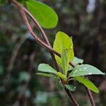 Lonicera periclymenum Habit