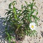 Cistus ladanifer অভ্যাস