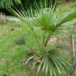 Latania lontaroides Habit