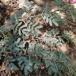 Mimosa aculeaticarpa Hoja