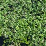 Nasturtium officinale Leaf