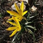 Sternbergia sicula Flower