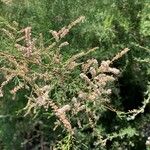 Tamarix gallica Flower