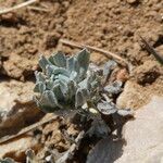 Filago pyramidata Jani