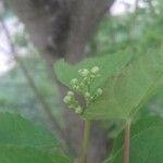 Acer tataricum অন্যান্য