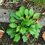 Erigeron annuus List