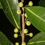 Ficus americana List