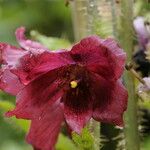 Meconopsis manasluensis