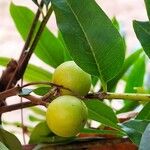 Macadamia integrifolia Φρούτο