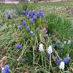 Muscari botryoides عادت داشتن