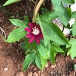 Passiflora coccinea Цвят