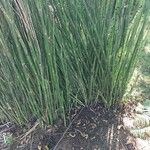 Equisetum × ferrissii چھال