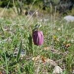 Fritillaria tubaeformis Tervik taim