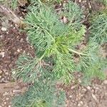 Seseli gummiferum 葉
