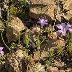 Romulea ligustica 花