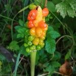 Arum italicum Vrucht