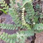 Woodsia alpina പുറംതൊലി