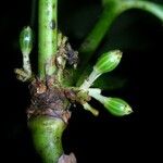 Psychotria cooperi Kůra