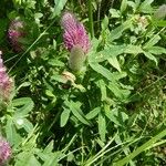 Trifolium rubens Leaf