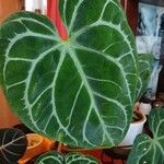 Anthurium crystallinum Hoja