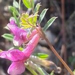 Vicia pannonica 花