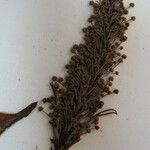 Mabea subsessilis Други