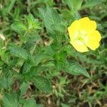 Ludwigia peruviana Агульны выгляд