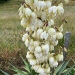 Yucca gloriosaÇiçek