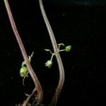 Lecanthus peduncularis Хабит