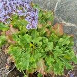 Limonium sinuatum Leaf