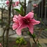 Prunus persica Flower