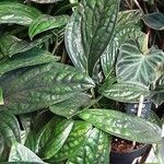 Monstera siltepecana Habit