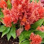 Amaranthus cruentus Кветка