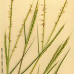 Spartina maritima Other