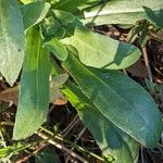 Calendula officinalis Leaf