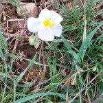 Helianthemum apenninumŽiedas