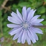 Cichorium intybusFlower