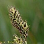 Carex buxbaumii Плід