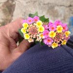Lantana camara फूल