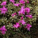 Rhododendron setosum Buveinė