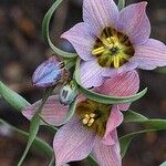 Fritillaria gibbosa 花