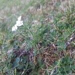 Achillea erba-rotta Habitus